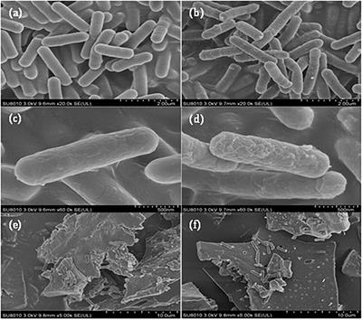 Combined effects of Bacillus sp. M6 strain and Sedum alfredii on rhizosphere community and bioremediation of cadmium polluted soils